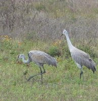 Sandhill Cranes